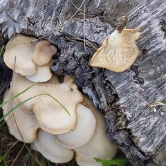 Pleurotus populinus