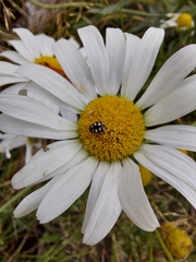 Coccinula quatuordecimpustulata