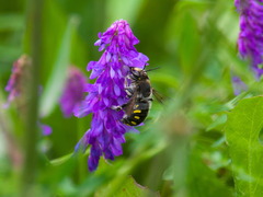 Anthidium septemspinosum