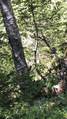 Picoides