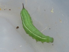 Macroglossum stellatarum