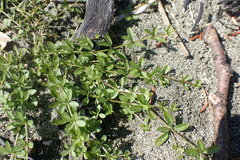Galium trifidum
