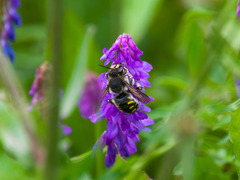 Anthidium septemspinosum