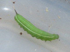 Macroglossum stellatarum