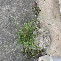 Setaria viridis