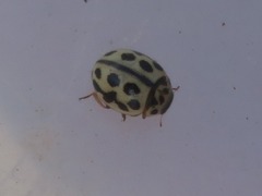 Tytthaspis sedecimpunctata