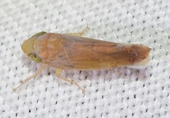 Synophropsis lauri