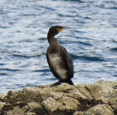 Phalacrocorax carbo