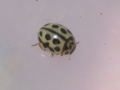 Tytthaspis sedecimpunctata