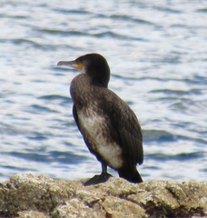 Phalacrocorax carbo