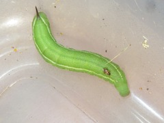 Macroglossum stellatarum