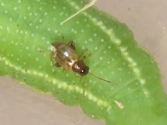 Longitarsus melanocephalus