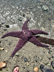 Pisaster ochraceus