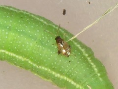 Longitarsus melanocephalus