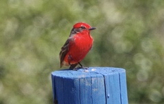 Pyrocephalus rubinus