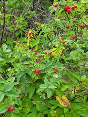 Lonicera tatarica