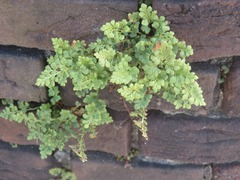 Asplenium ruta-muraria