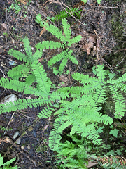 Adiantum aleuticum