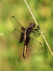 Libellula luctuosa