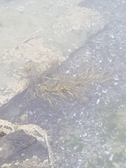 Ascophyllum nodosum