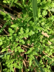 Lygodium japonicum