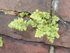 Asplenium ruta-muraria