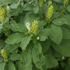 Phytolacca acinosa