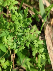 Lygodium japonicum