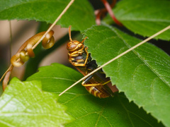 Mischocyttarus mexicanus