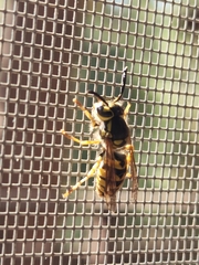 Vespula pensylvanica
