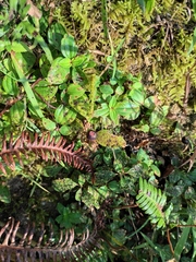 Melastoma dodecandrum