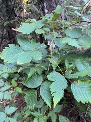 Rubus spectabilis