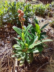 Chimaphila umbellata