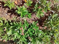Chimaphila umbellata