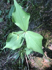 Trillium ovatum