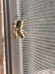 Vespula pensylvanica