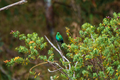 Nectarinia famosa