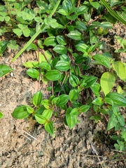 Melastoma dodecandrum