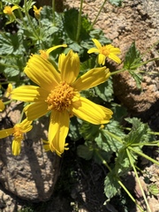 Arnica latifolia