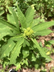 Verbesina alternifolia