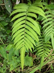 Christella acuminata