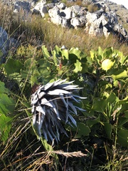 Protea cynaroides