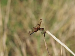 Celithemis elisa