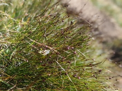 Oreojuncus trifidus