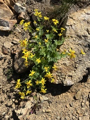Arnica latifolia
