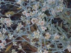 Pseudognaphalium