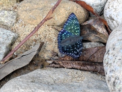 Dichorragia nesimachus