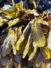 Fucus spiralis