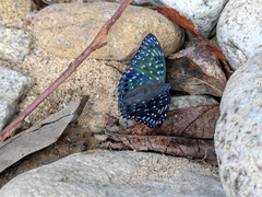 Dichorragia nesimachus