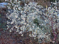 Pseudognaphalium